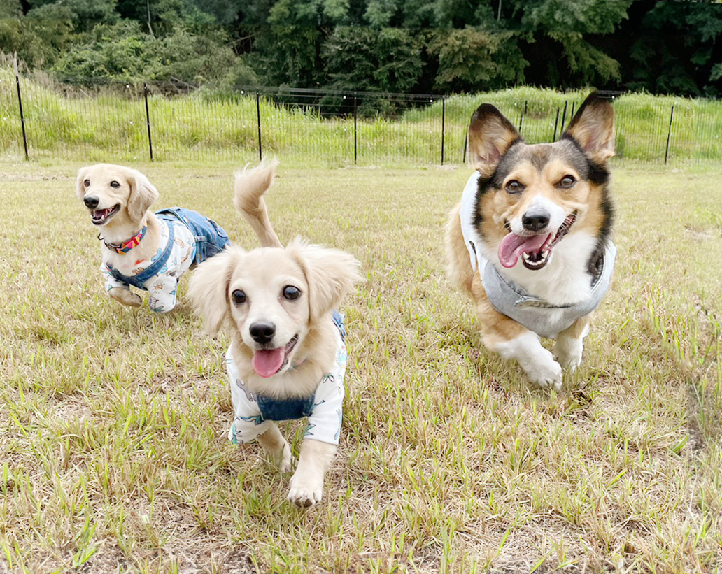 芝生の上を走る3匹の犬の写真