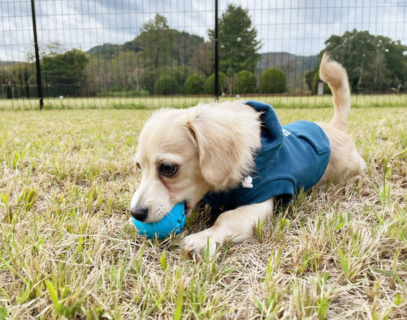 ボールをくわえる犬の写真